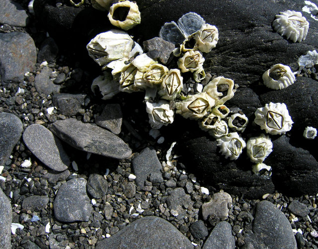 Orca Beach Barnacles 11x14
