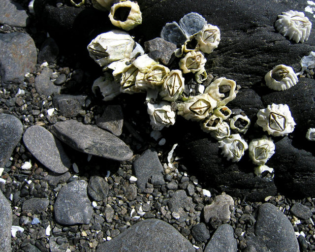 Orca Beach Barnacles 16x20