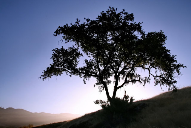 Sunrise Oak