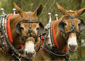 mules