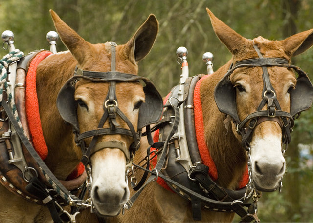 mules
