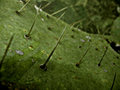 cactus.jpg