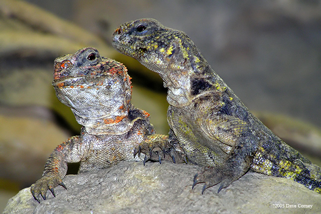 Pair-of-lizards.jpg