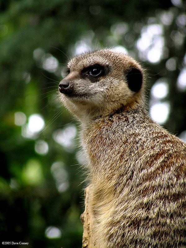 Meercar-close-up.jpg