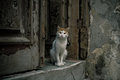Watchcat