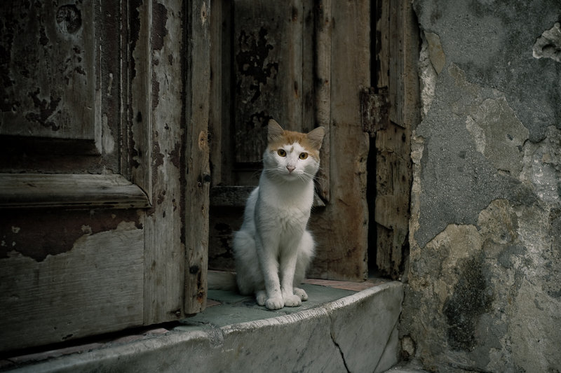 Watchcat