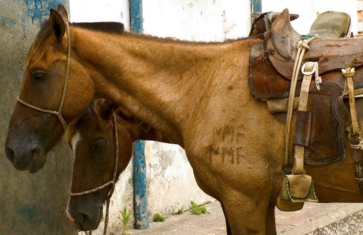 Brazilian Horses