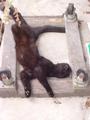 Major cat nap.jpg