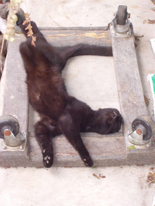 Major cat nap.jpg
