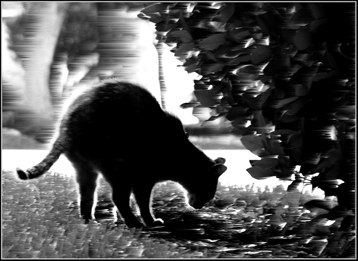 Cat-Poo