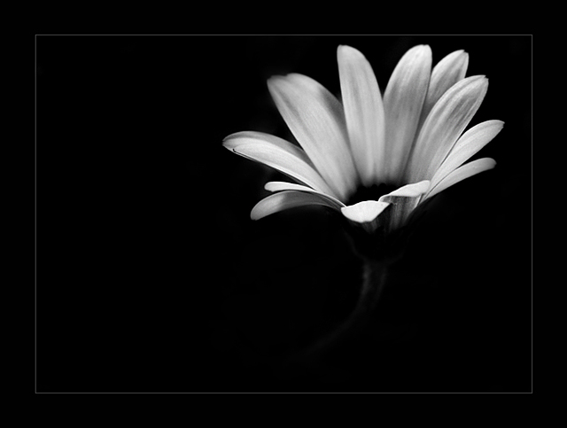 Daisy - 15