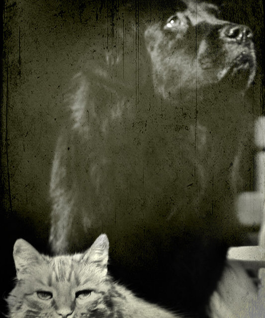 Cats and Dogs