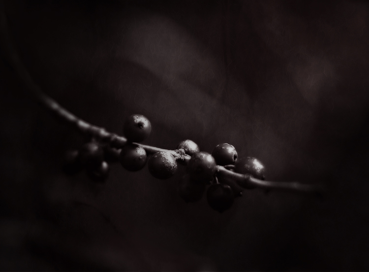 winterberries