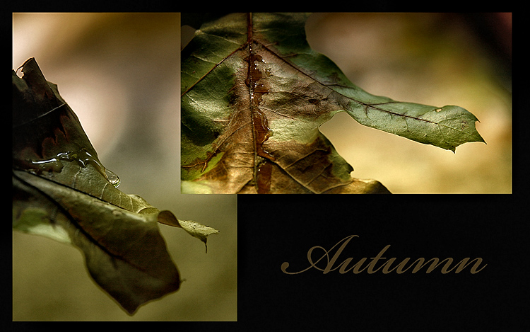 Autumn