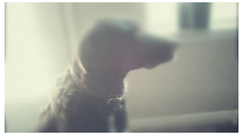 dog day afternoon