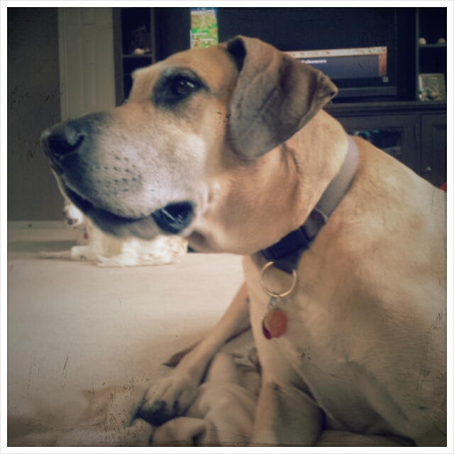 Mack