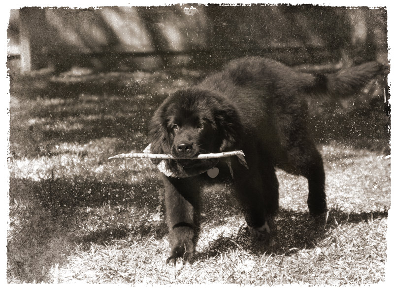 Abbey's stick