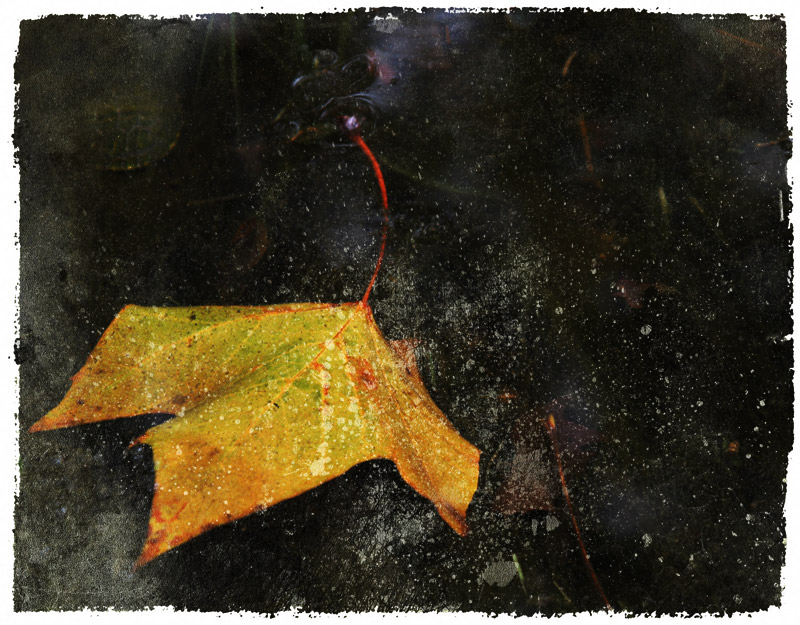 yellow leaf