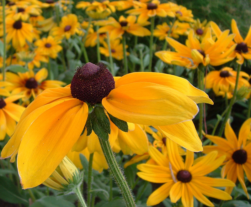 Black Eyed Susans