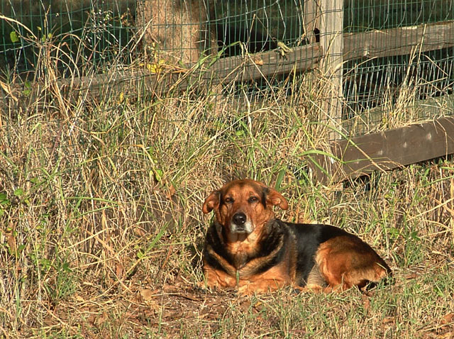 Farm Dog