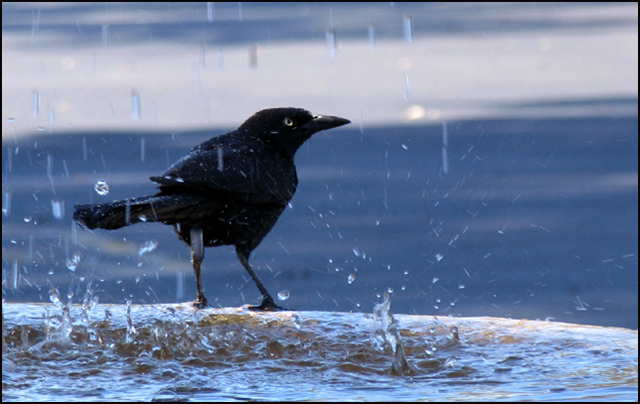 Birdbath
