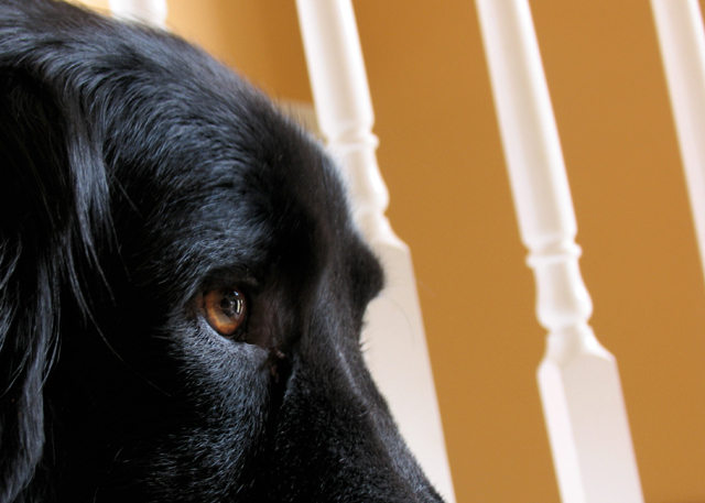 Watchful