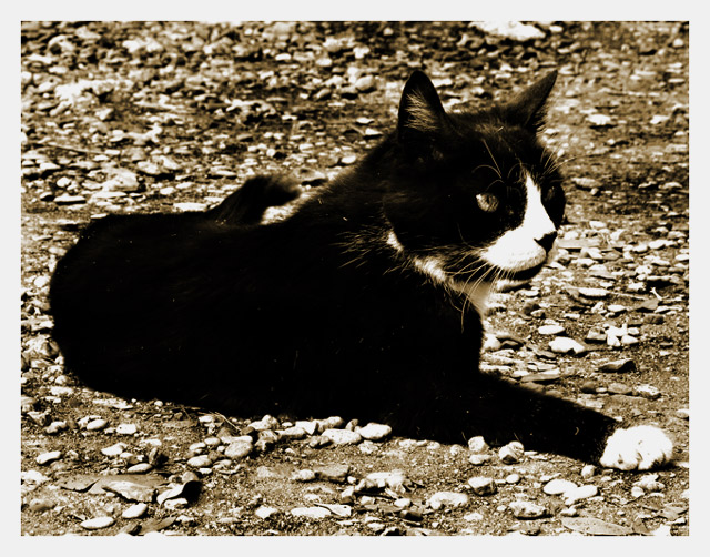 Three Legged Cat
