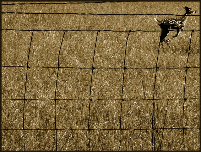 Leap