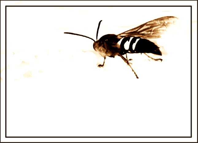 Stinger