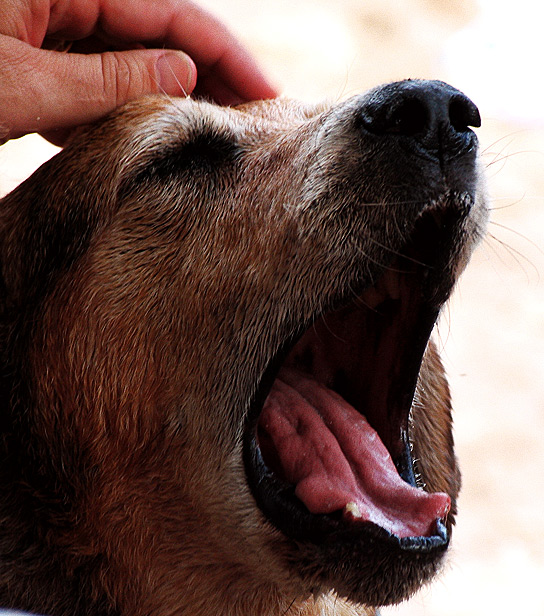 Yawn