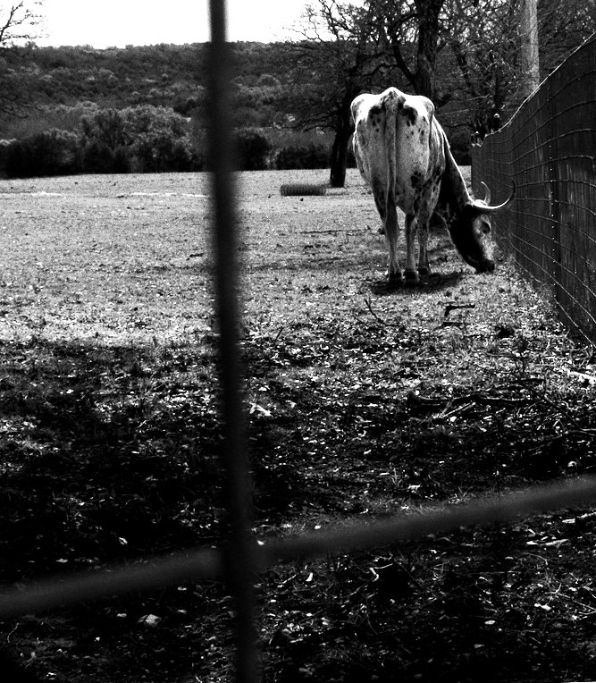 Fenced