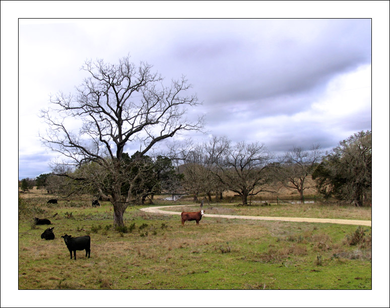 Texas Spring