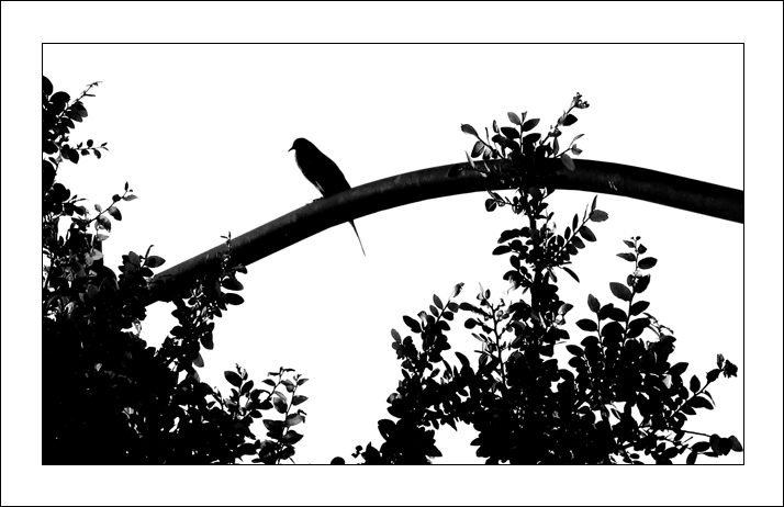 Nevermore - Day 30