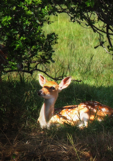 Dappled