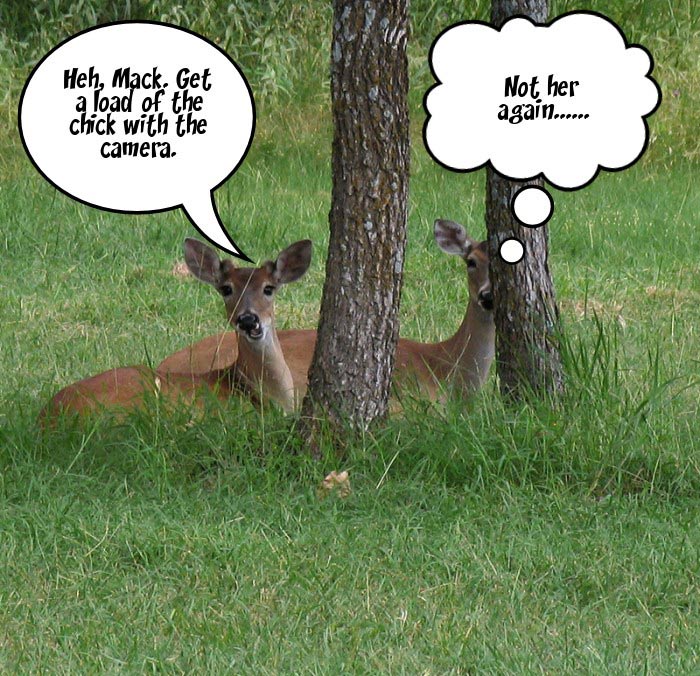 Deer Talk