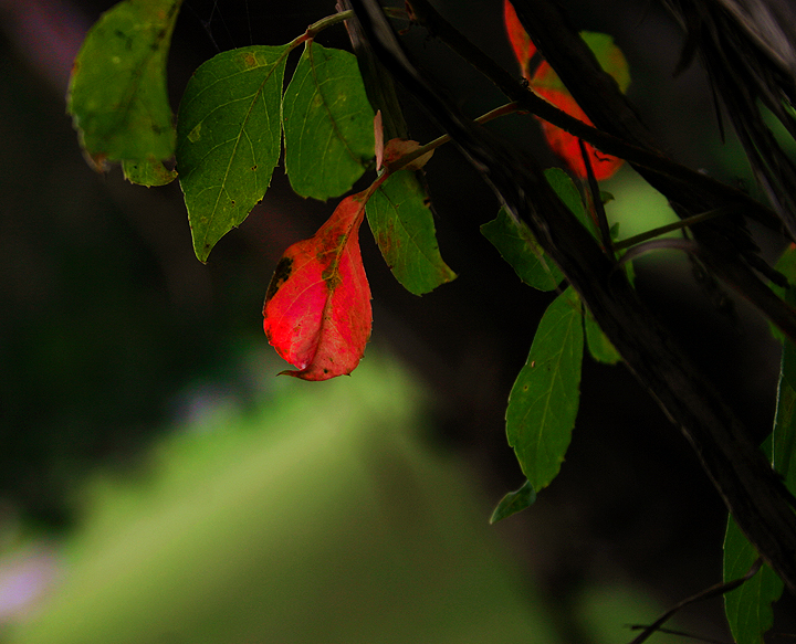 Fall's Approach
