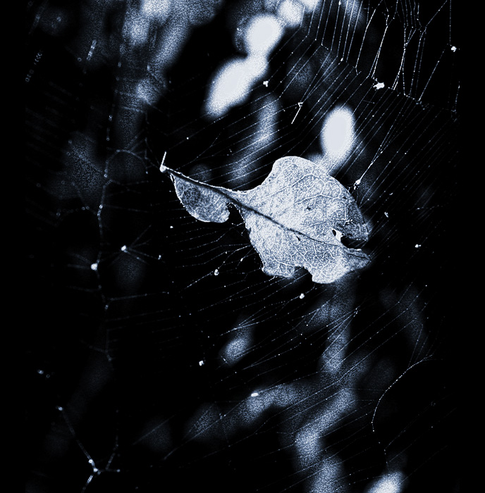 Autumn Leaves
