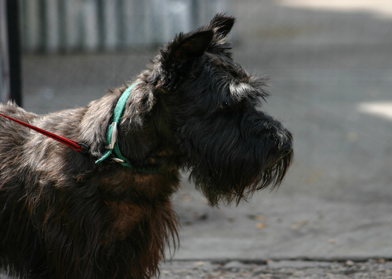 Scottie