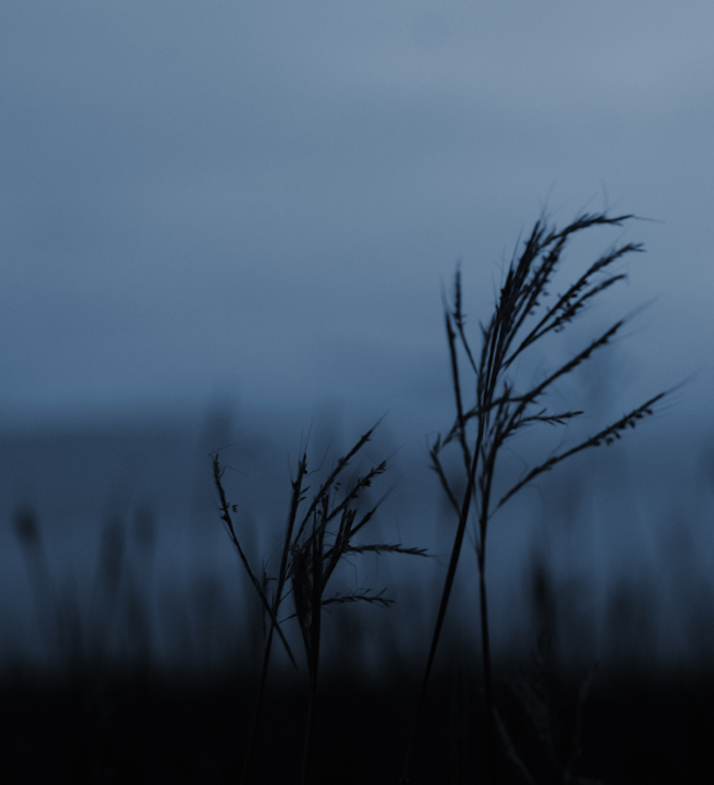 Blowin' in the Wind