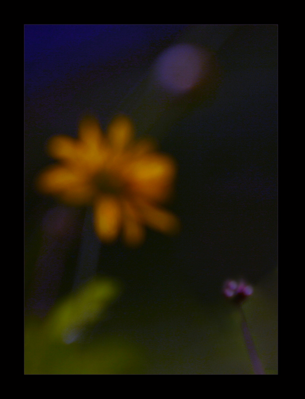 Purple Haze
