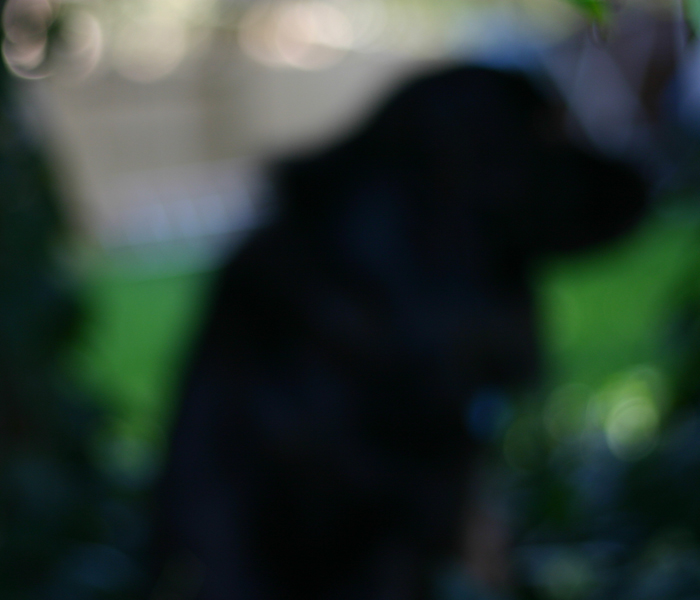 Black Dog
