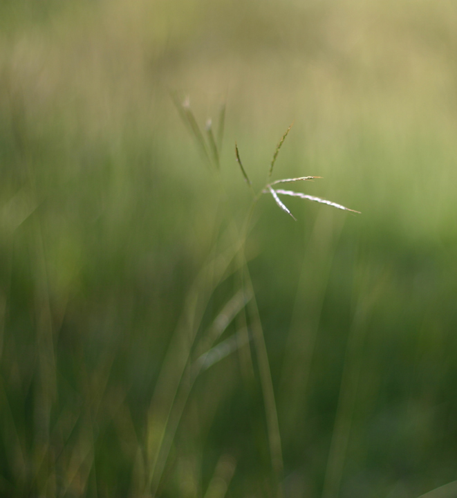 Green Green Grass of Home