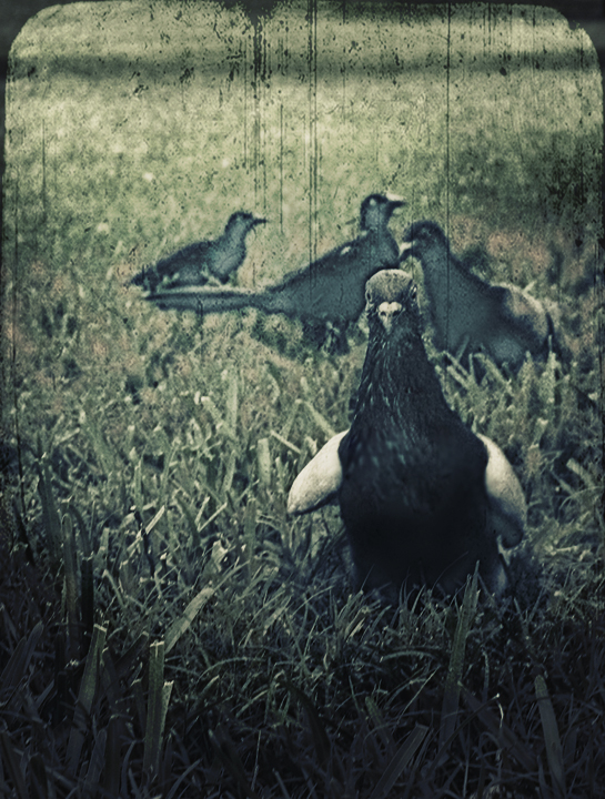 Old Birds