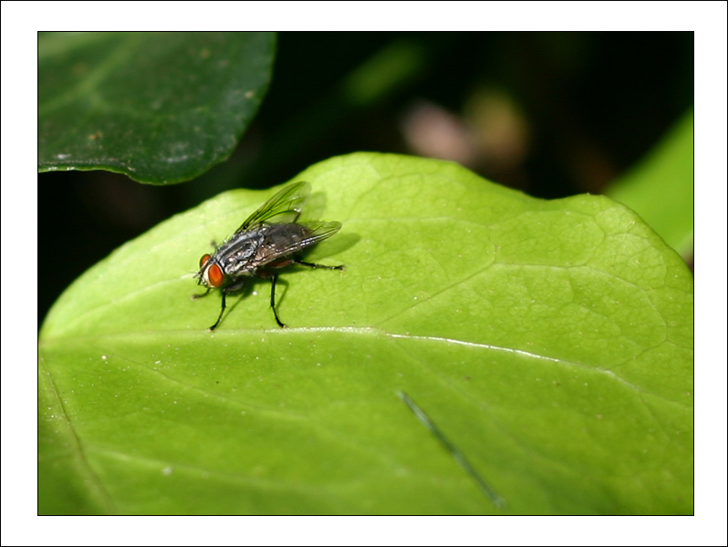 The Fly