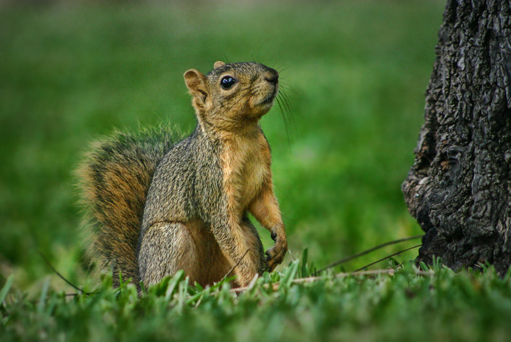Squirrel