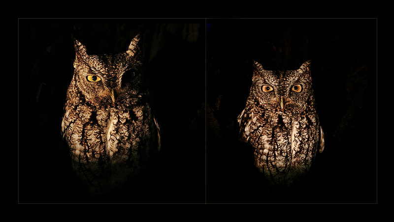Hoots