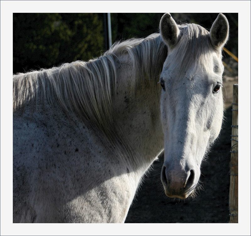 White Mare