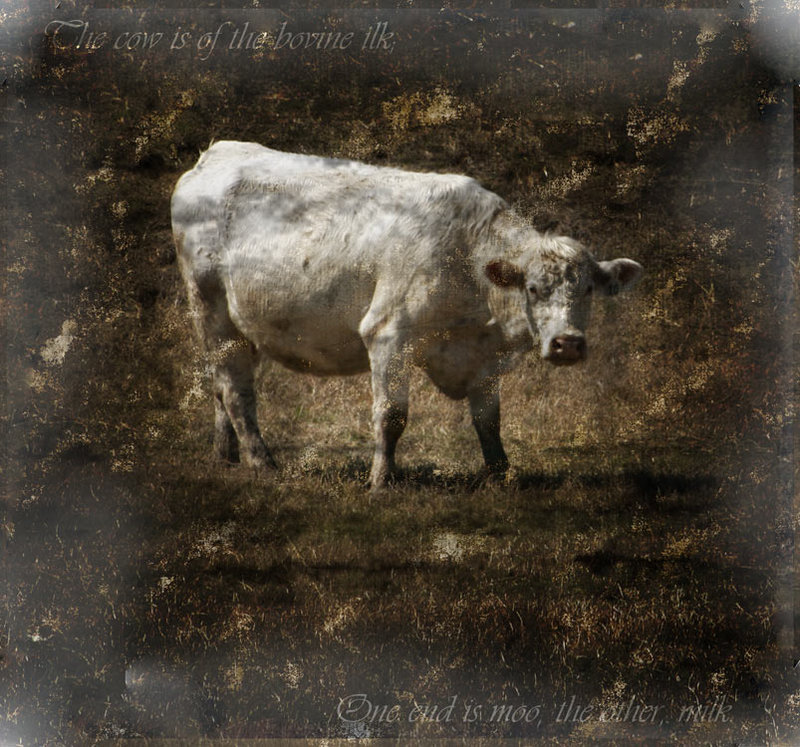 Cow