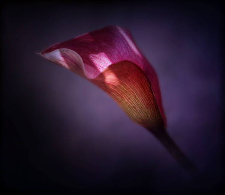 Torch Song