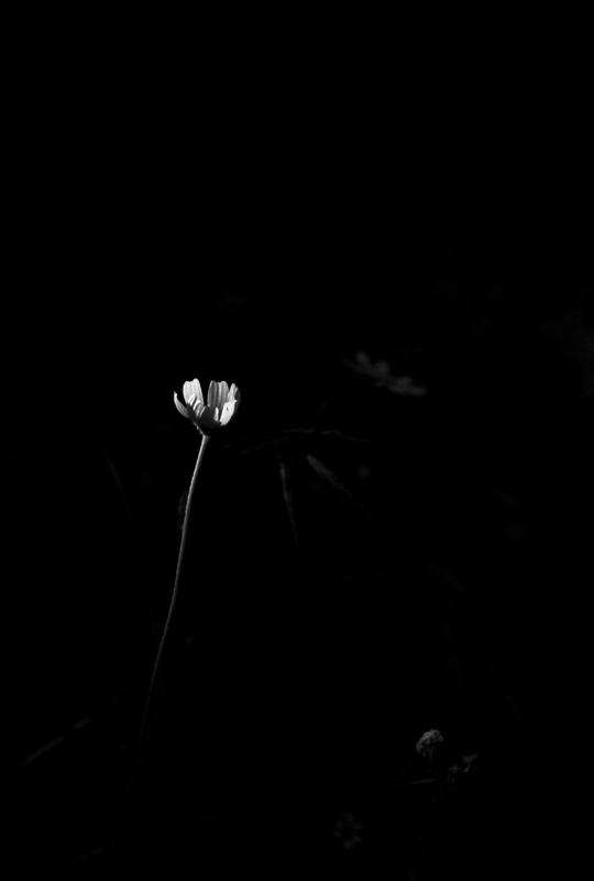 light breaks where no sun shines